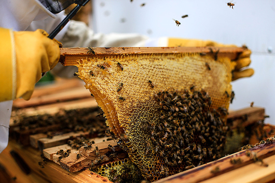 Photo of a person pulling honeycomb out of a top-bar beehive
