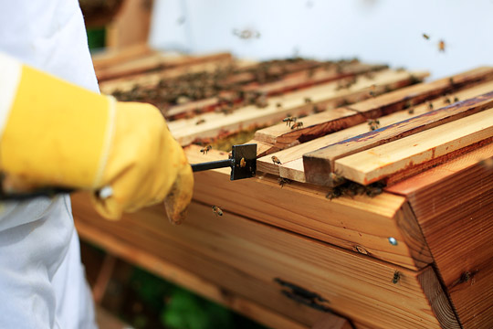 Photo of a person managing a top-bar beehive